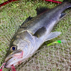 フッコ（マルスズキ）の釣果