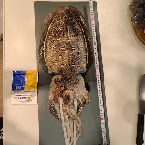 モンゴウイカの釣果
