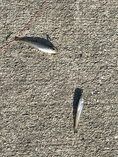 キスの釣果