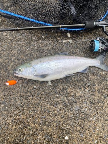 ヒメマスの釣果