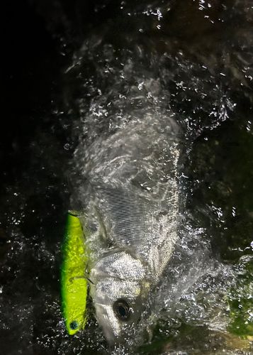 フッコ（ヒラスズキ）の釣果