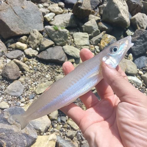 キスの釣果
