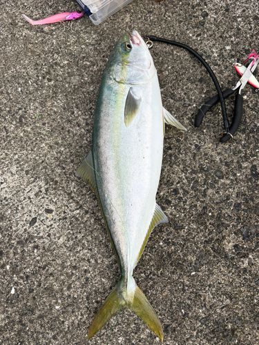 ヤズの釣果