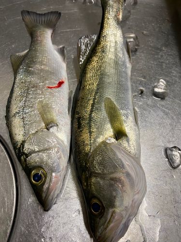 セイゴ（ヒラスズキ）の釣果