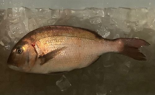 マダイの釣果