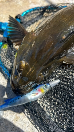 アイナメの釣果