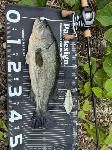 ブラックバスの釣果