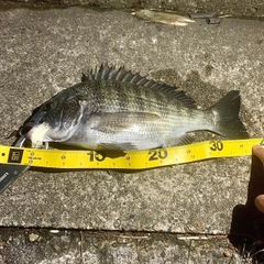 クロダイの釣果