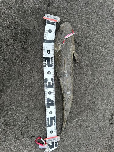 マゴチの釣果