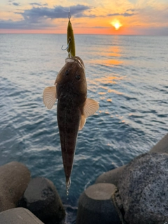 マゴチの釣果