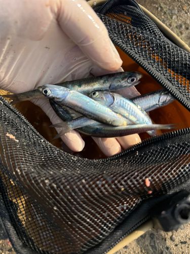 カタクチイワシの釣果