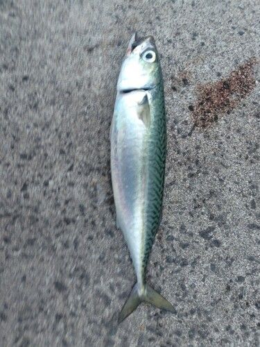 サバの釣果