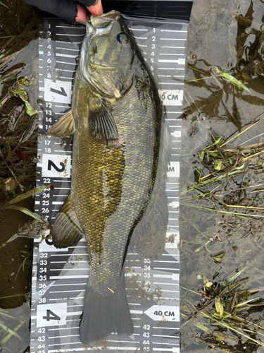 スモールマウスバスの釣果