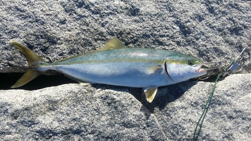 イナダの釣果