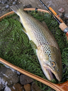 ブラウントラウトの釣果