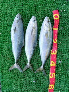 フクラギの釣果