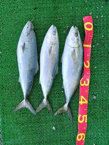 フクラギの釣果