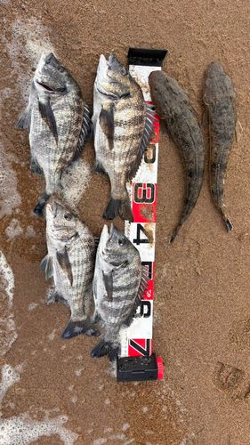 チヌの釣果