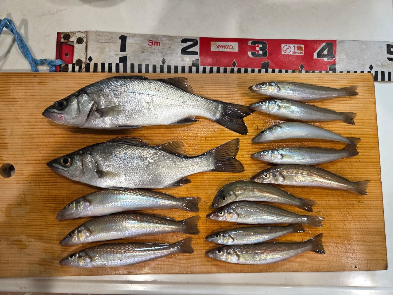 DAIWA 23シーバスフラット X 90MLの最安値・インプレ・釣果 | 本音の