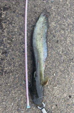 ナマズの釣果