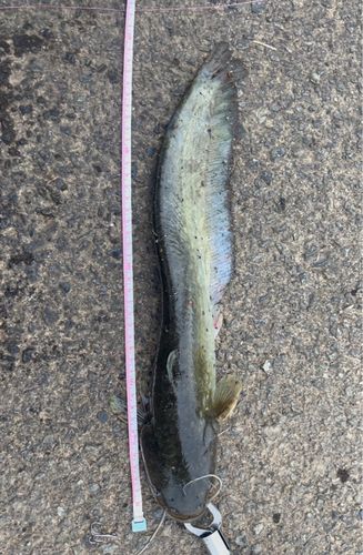 ナマズの釣果
