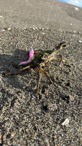 モクズガニの釣果