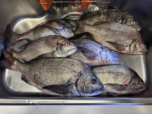 チヌの釣果