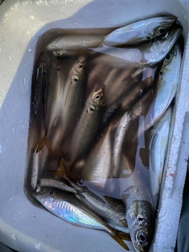 マアジの釣果