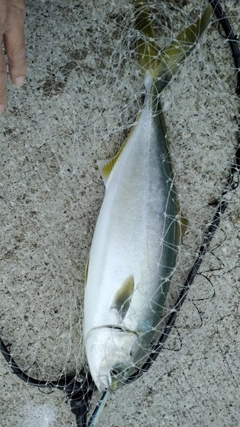 ヤズの釣果