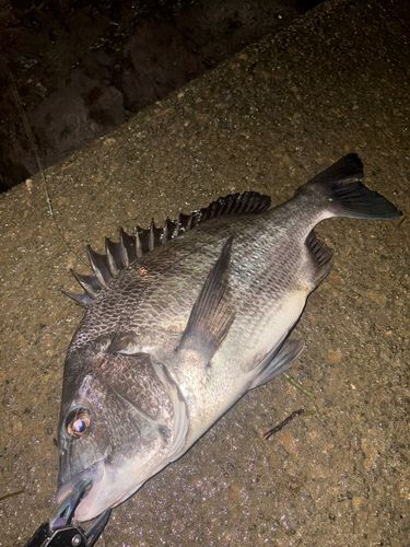 チヌの釣果