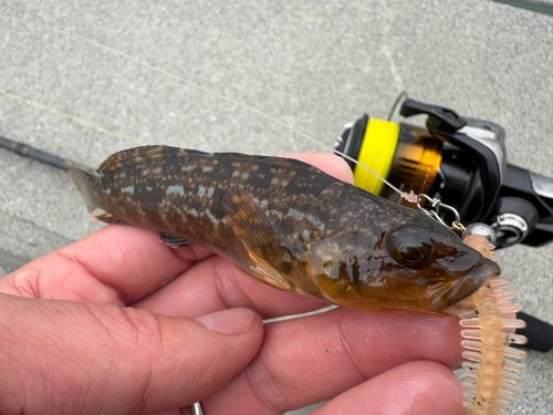 アイナメの釣果