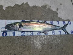 サワラの釣果