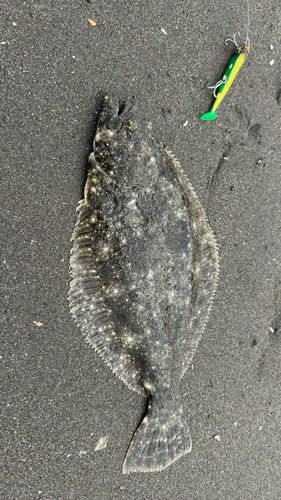 ヒラメの釣果