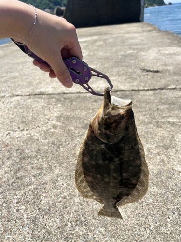 ヒラメの釣果