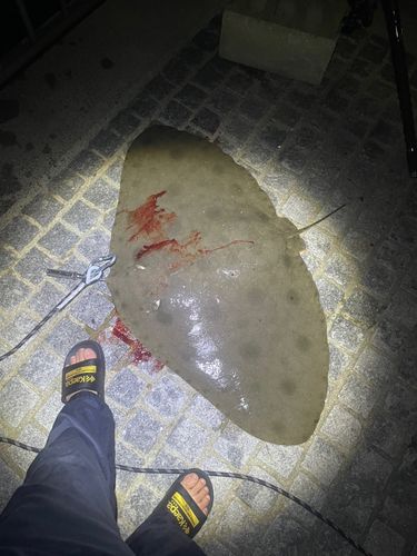 ツバクロエイの釣果