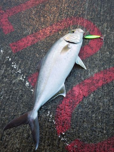カンパチの釣果