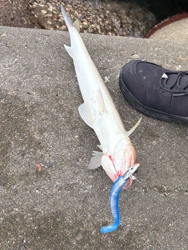 エソの釣果