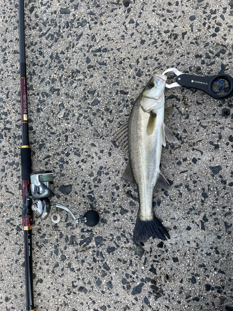 DAIWA 21オーバーゼア グランデ（サーフモデル） 103MHの最安値