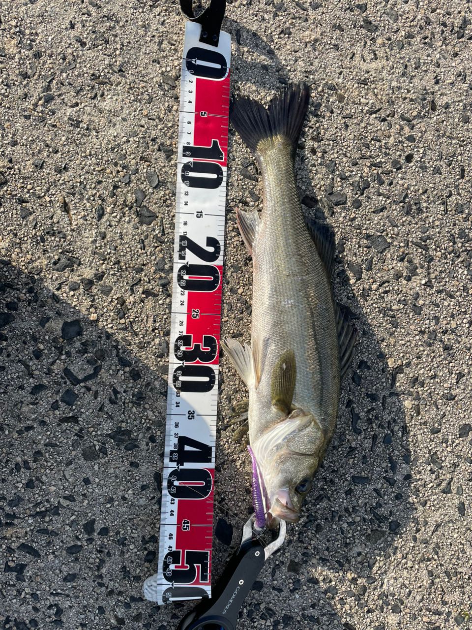 DAIWA 21オーバーゼア グランデ（サーフモデル） 103MHの最安値