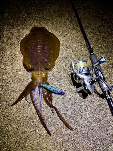 アオリイカの釣果