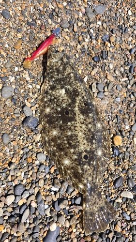 ヒラメの釣果