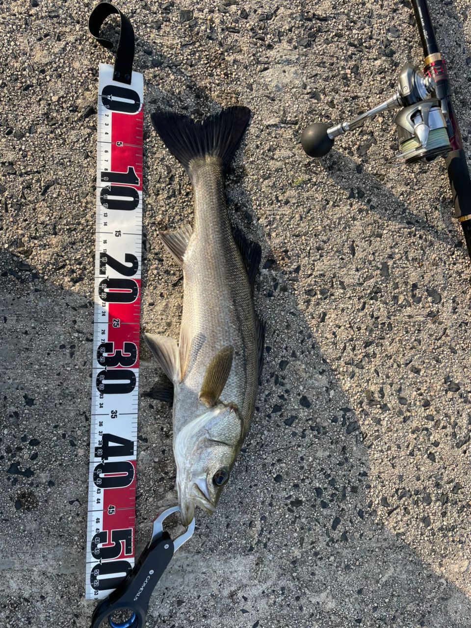 DAIWA 21オーバーゼア グランデ（サーフモデル） 103MHの最安値