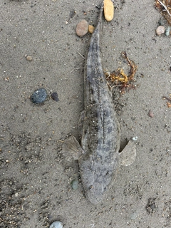 マゴチの釣果