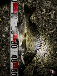 クロダイの釣果