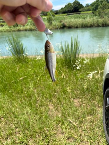 カワムツの釣果