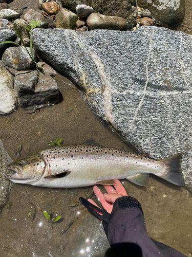 ブラウントラウトの釣果
