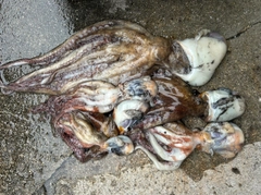 タコの釣果