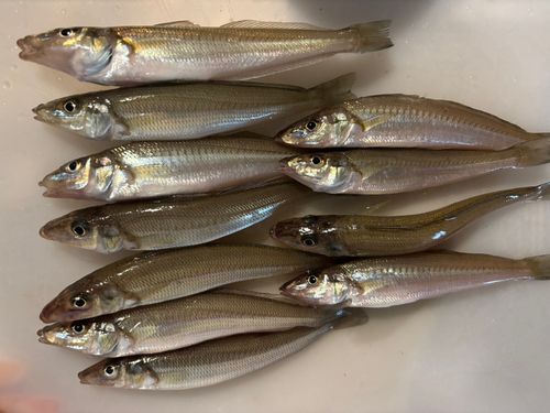 キスの釣果