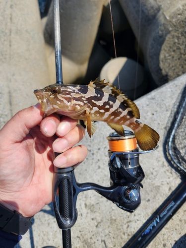 クエの釣果