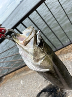 スズキの釣果